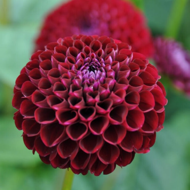 Dahlia 'Natal'