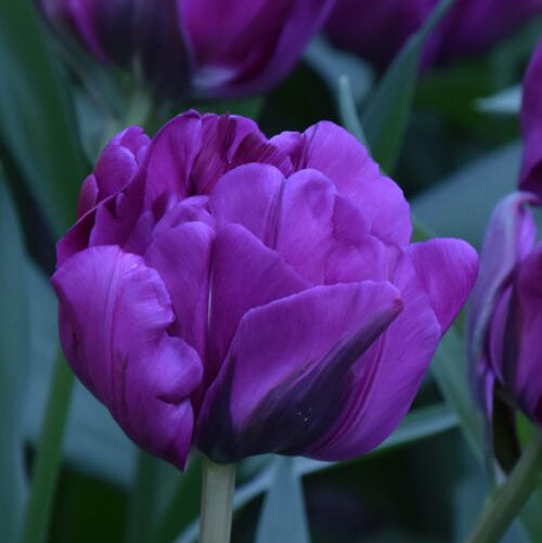 Tulip 'Negrita Double'