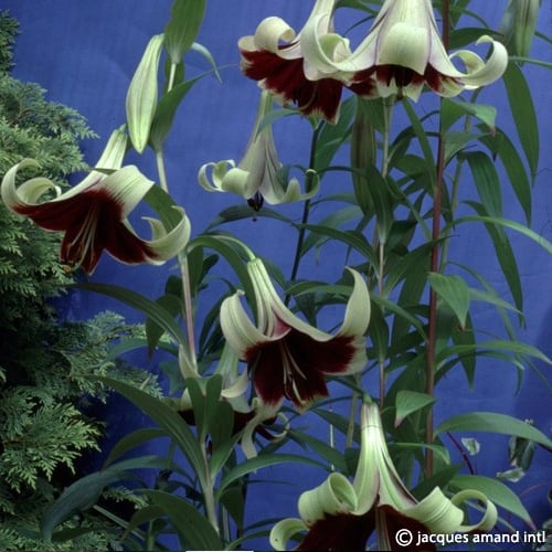 lily flower in nepali Lilium nepalense (Lily of Nepal) Bulbs