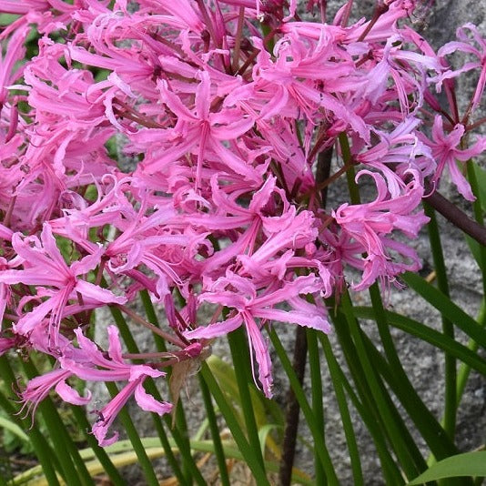 Nerine bowdenii