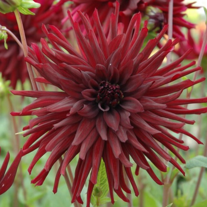 Dahlia 'Nuit d'Ete'