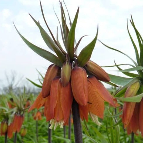 Fritillaria imperialis Orange Beauty