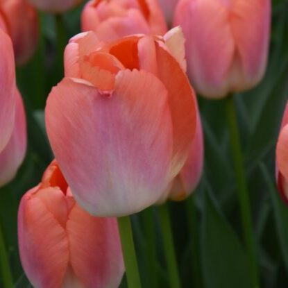 Tulip 'Orange Pride'