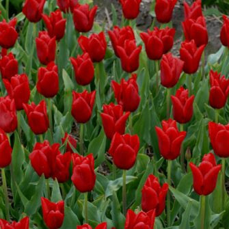 Tulip 'Oscar'