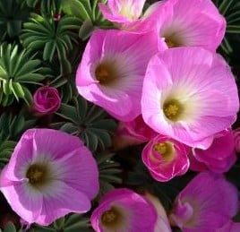 Oxalis adenophylla (Sauer Klee)