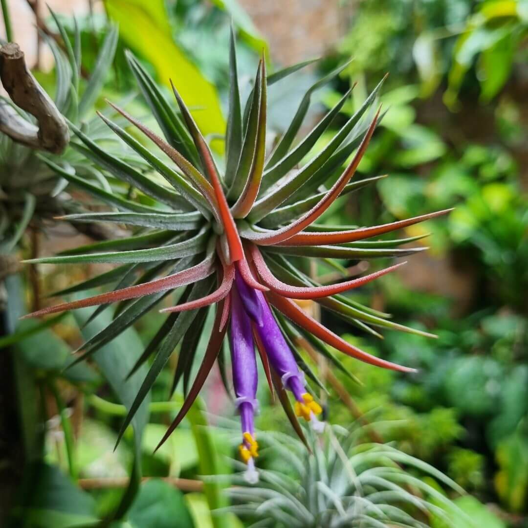 Tillandsia ionantha var. ionantha - Garden Wildlife