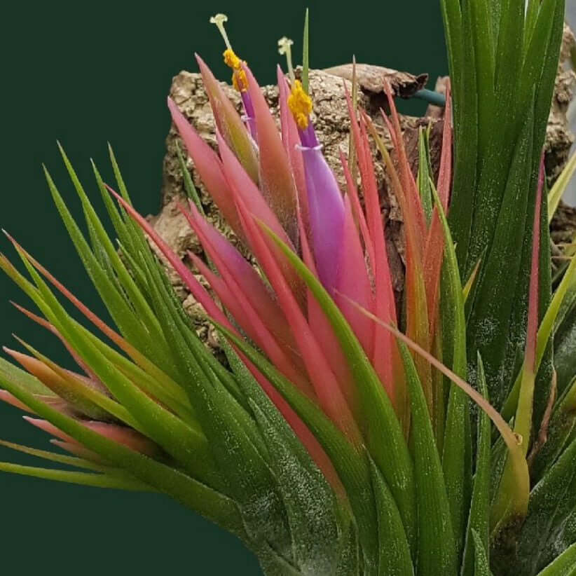 ionantha scaposa air plant Tillandsia ionantha var. scaposa (Scaposa Air Plant)