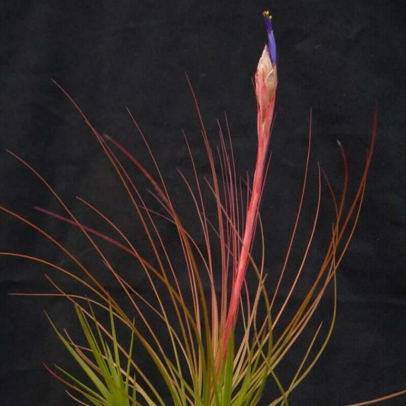 juncifolia air plant care Tillandsia juncifolia (Rush-like Air Plant)