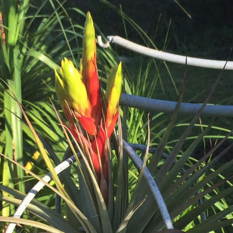 tillandsia air plant benefits Tillandsia fasciculata (Giant Air Plant)