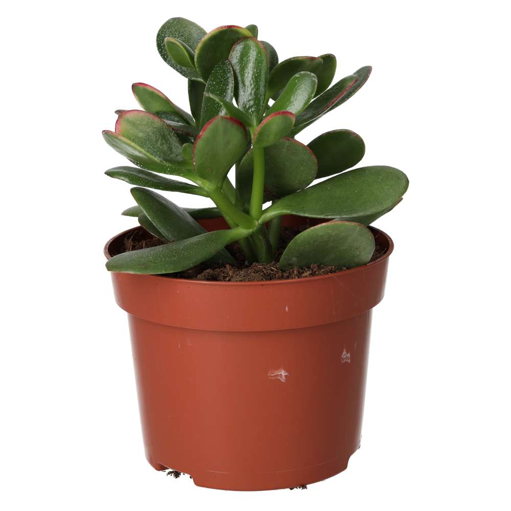 jade plant po polsku Crassula ovata (Jade Plant)