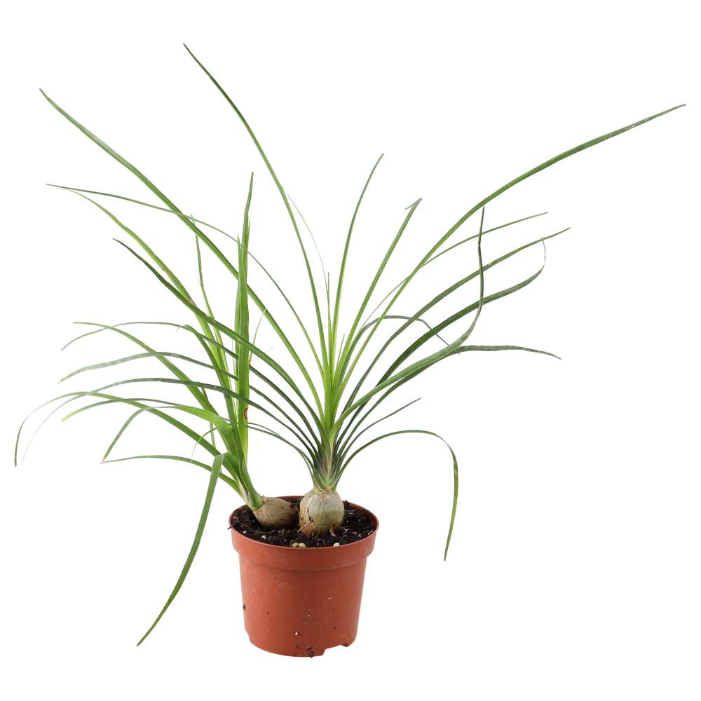 ball palm plant Ponytail Palm Beaucarnea recurvata, Simple Care and Strong Shape