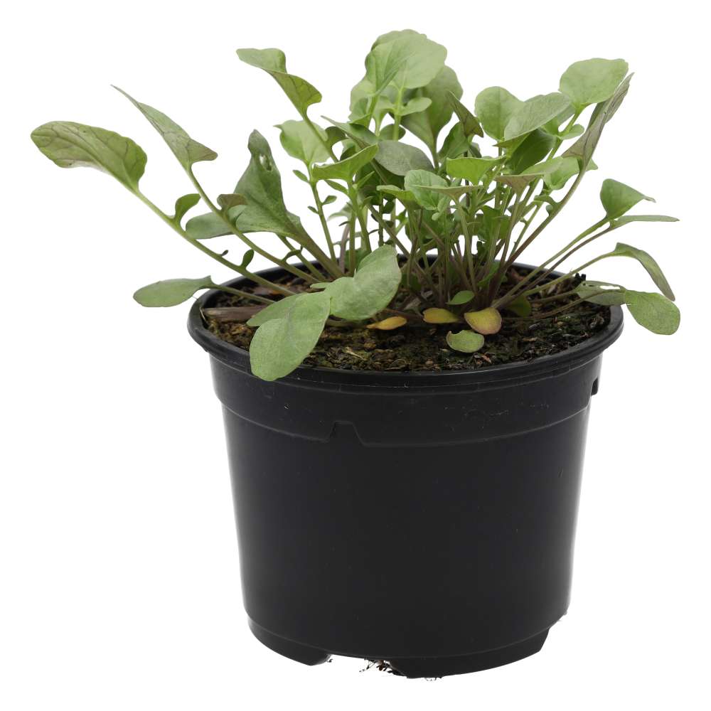 Land Cress (Barbarea verna)