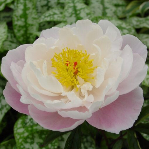 Paeonia lactiflora 'Lady Alexandra Duff'