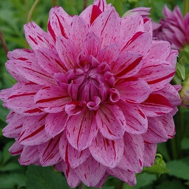 Dahlia 'Painted Girl'