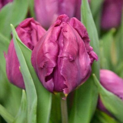 Tulip 'Parrot Prince'
