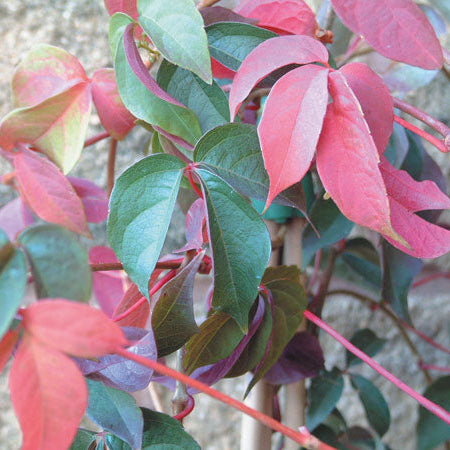 Parthenocissus henryana 'Chinese Virginia Creeper'
