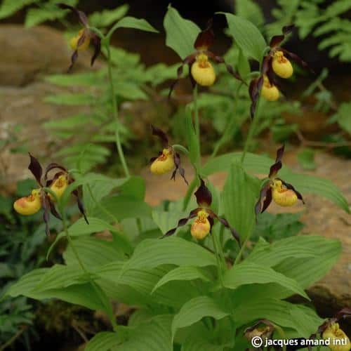 Cypripedium parviflorum var parviflorum