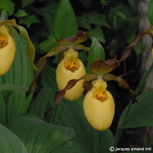 Cypripedium parviflorum var pubescens