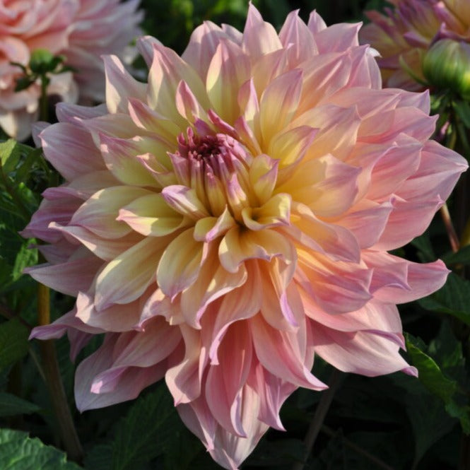 Dahlia 'Paso Doble Dancer'