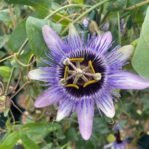 PassifloraDamselDelight purple and white flower with yellow stamen