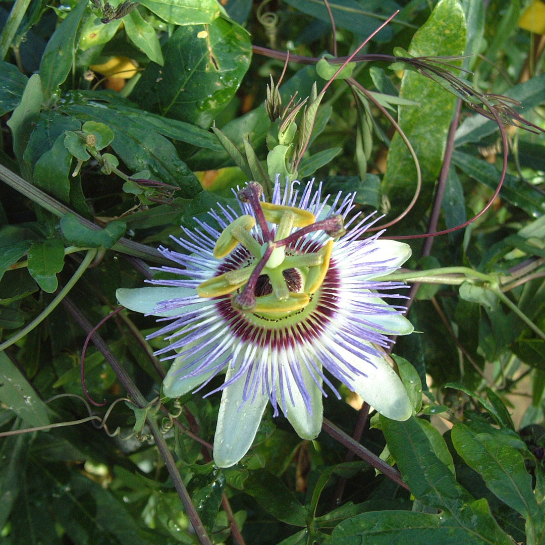 Passiflora caerulea 'Blue Passion Flower'