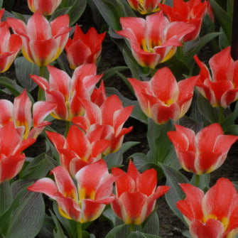 Tulip 'Plaisir'