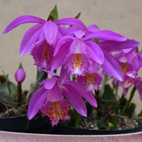 Pleione speciosa x speciosa