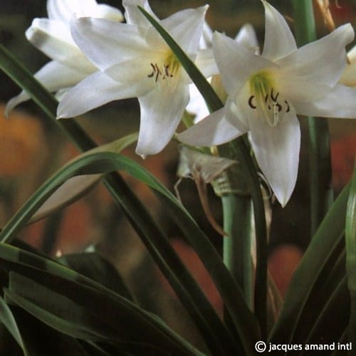 white swamp lily Crinum powellii 'Album' (White Swamp Lily) Bulbs