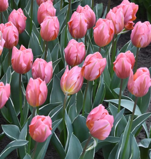 Tulip 'Pretty Princess'