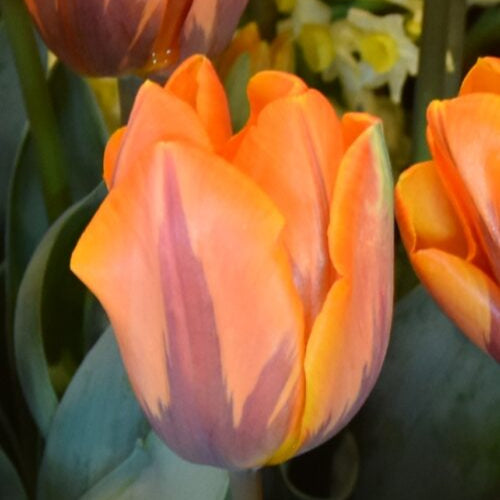 Tulip 'Princess Irene'
