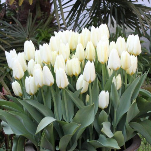 Tulip 'Purissima' (White Emperor)