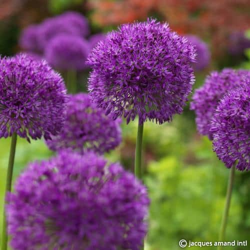 Allium holandicum 'Purple Sensation'