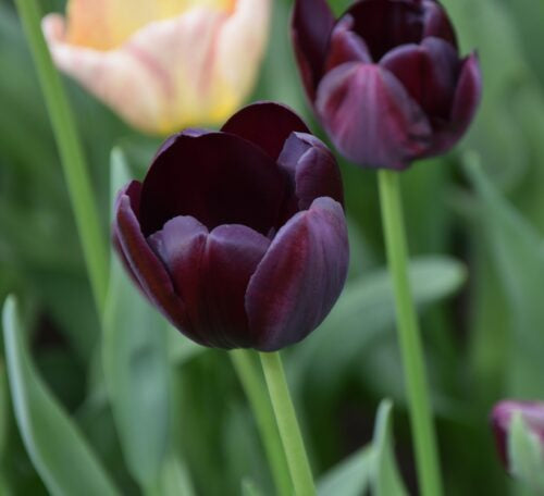 Tulip 'Queen of Night'
