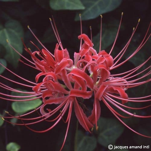 Lycoris radiata