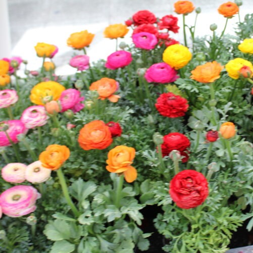 Ranunculus Aviv Mixture