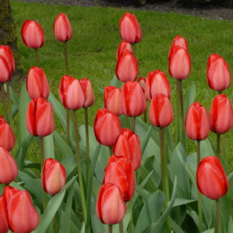 Tulip 'Red Impression'