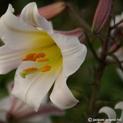 Lilium regale (Regal Lily) Bulbs