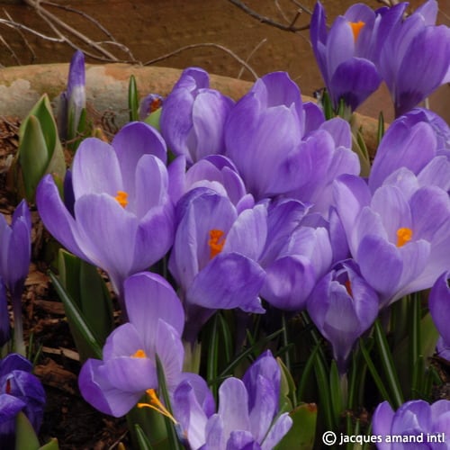 Crocus 'Remembrance'