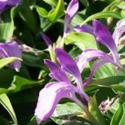 Roscoea purpurea mixed