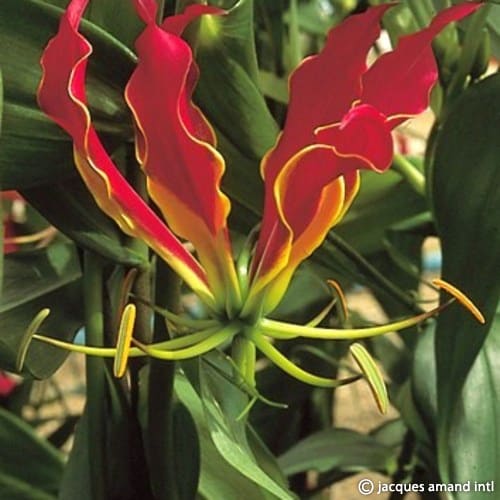 Gloriosa superba 'Rothschildiana'