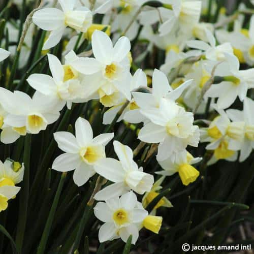 Narcissus 'Sailboat'