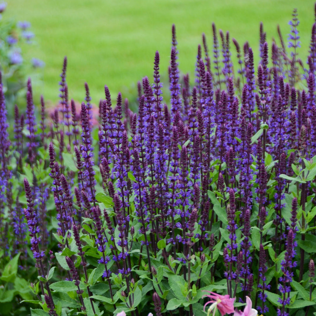 Salvia nemorosa 'Caradonna'