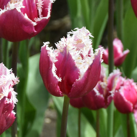 Tulip 'San Stefano' Bulbs