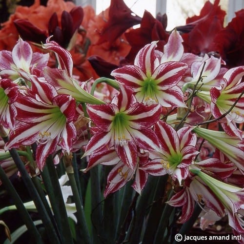 Hippeastrum 'Santiago'