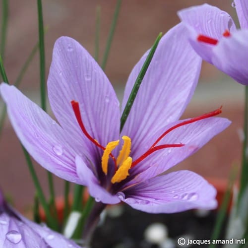 Crocus sativus