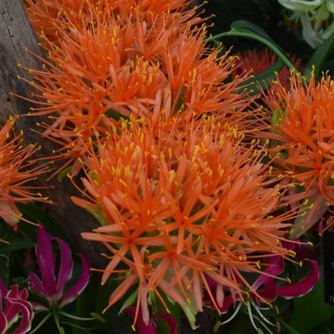 Scadoxus katherinae 'Flame'