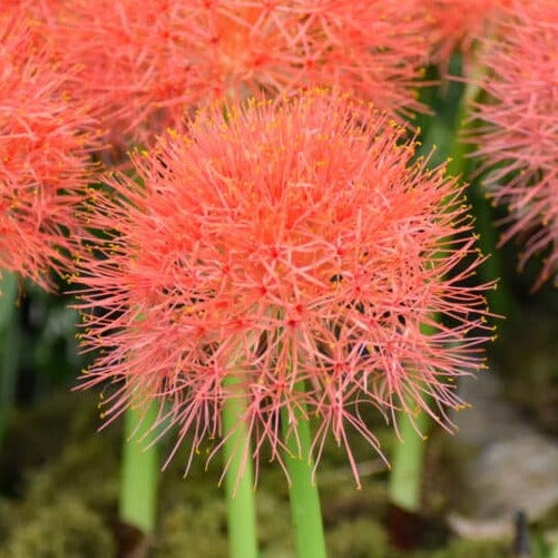 Scadoxus multiflorus