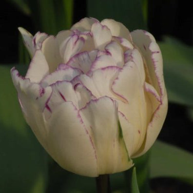 Tulip Shirley Double
