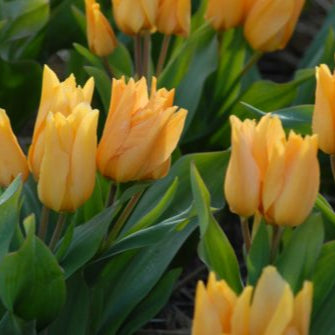 Tulip praestans 'Shogun'