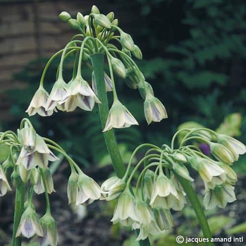 Nectaroscordum siculum